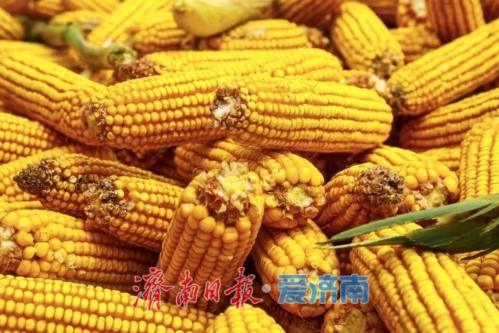 济南应对“三秋”连续降雨，全力保障秋粮归仓秋种顺利