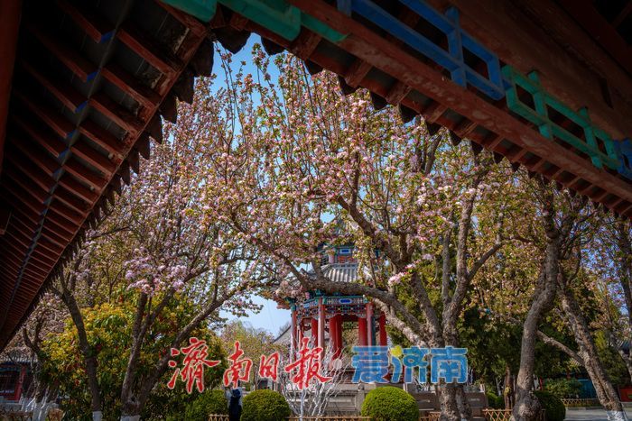 济南大明湖西府海棠盛放 古园春色醉游人