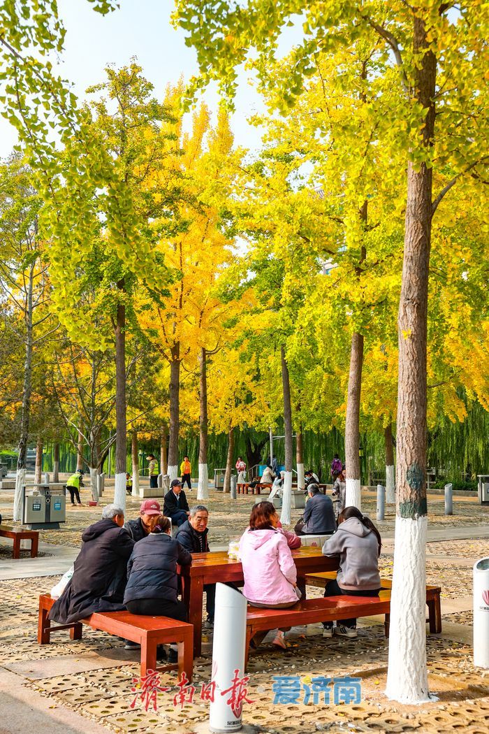 一年四季 泉在济南丨金叶翩跹映泉城，广场银杏醉游人