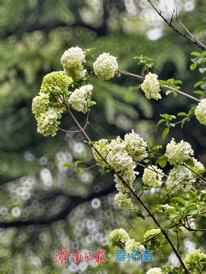 暮春时节，百花公园木本绣球清雅绽放
