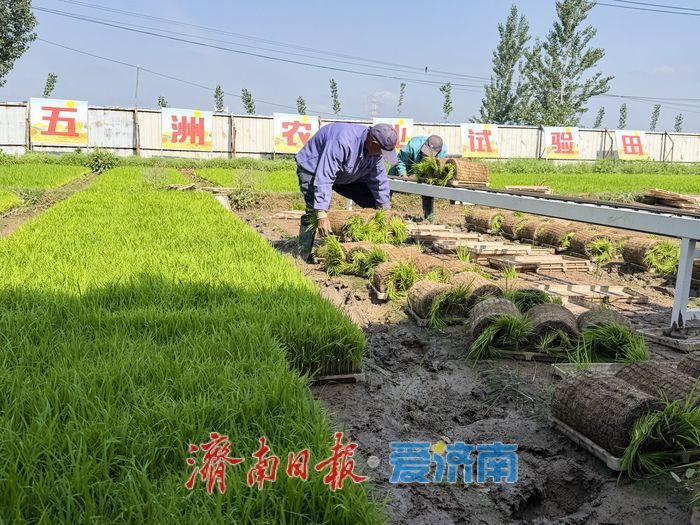 小满时节插秧忙