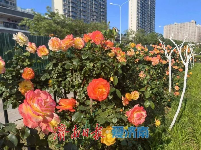 2026年济南特色道路赏花指南——全城花海，一路芬芳