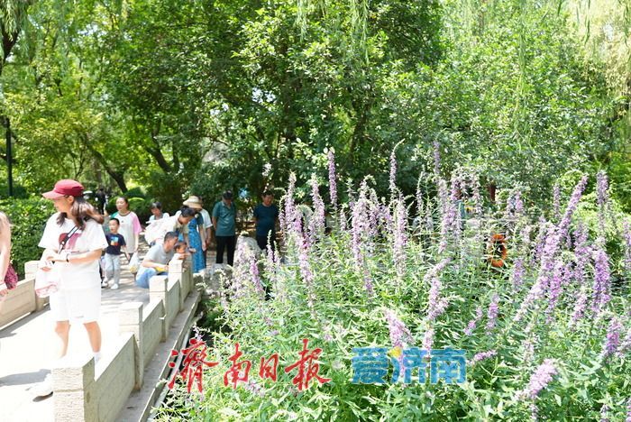 仲夏花事正盛！五龙潭千屈菜萱草花映泉绽放