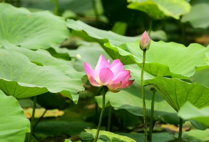 夏日明湖，荷你藕遇——济南第38届荷花艺术节盛大启幕