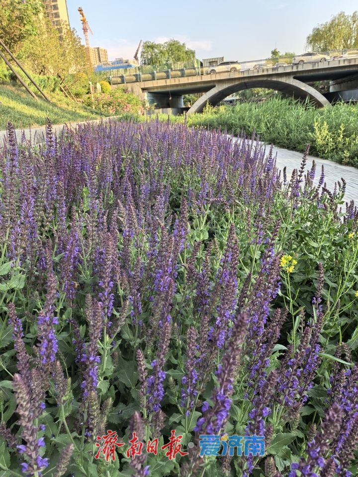 立夏时节 济南腊山河变身“莫奈花园” 