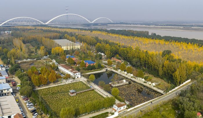 槐荫千亩银杏林“披金”又“生金”，“美丽颜值”变“振兴价值”