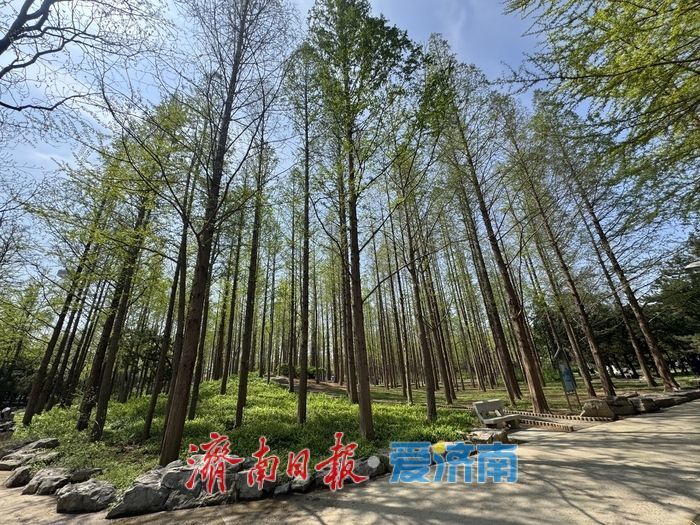 一年四季 泉在济南丨泉城公园水杉吐新绿 林间尽显春日氛围感