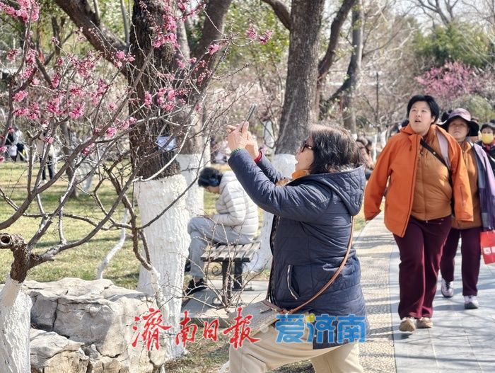 一年四季 泉在济南丨泉城又见梅花开
