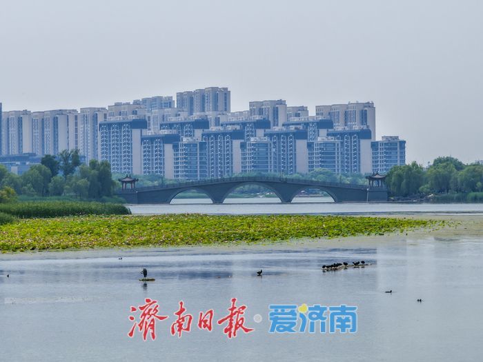 一年四季 泉在济南丨接天莲叶无穷碧，华山湖进入最佳赏荷期