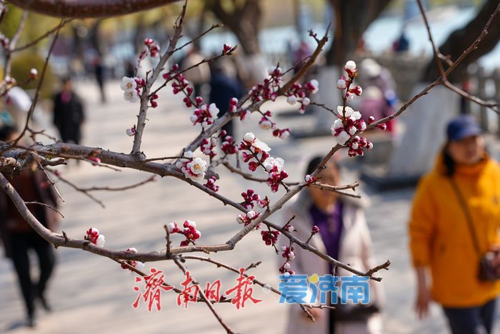 一年四季 泉在济南丨大明湖杏花绽放醉游人