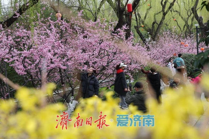 趵突泉春意浓 美人梅盛放醉游人