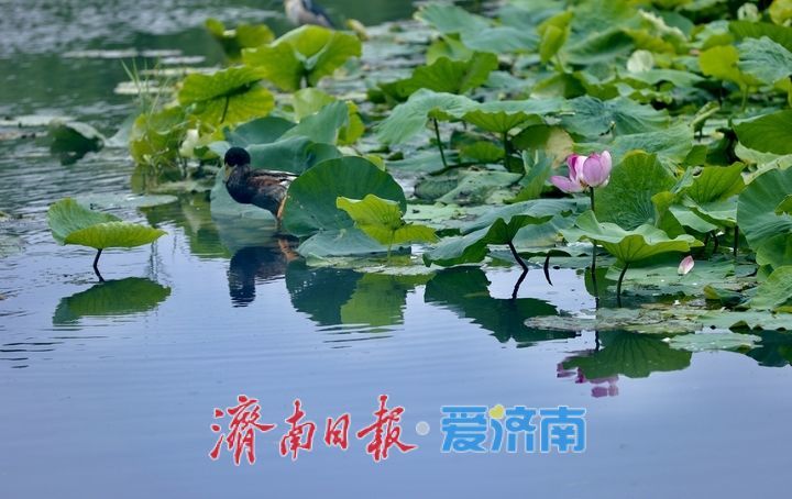 一年四季 泉在济南丨百花洲荷花迎盛花期 夏日尽显泉韵诗意