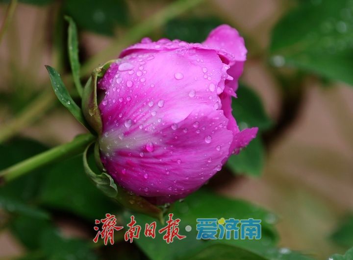 一年四季 泉在济南丨雨润牡丹娇艳欲滴，泉城市区最大牡丹园春色无边