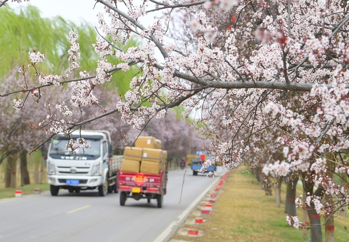 一路繁花醉人心，济南黄河畔“樱花大道”等你来打卡