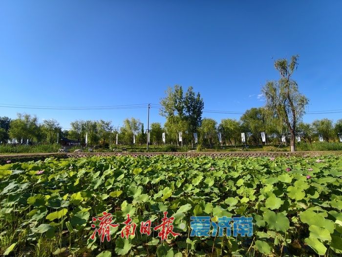 一年四季 泉在济南｜泉水浸润，灰泉荷塘绘就盛夏画卷