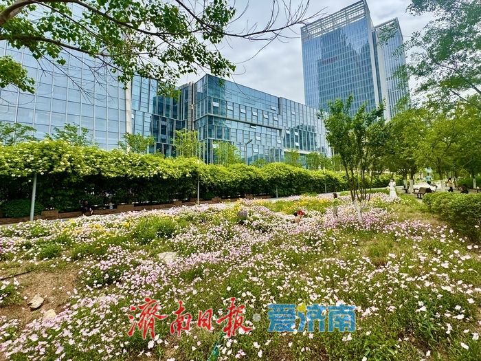 济南CBD初夏限定！美丽月见草盛开，绘就城市浪漫画卷