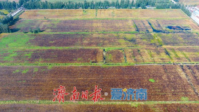 雨水浸泡农田，农户挥汗抢收——直击槐荫区郑家店村大豆抢收现场