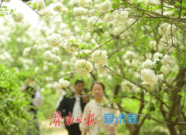 暮春时节花满园，泉城“绣球”惹人爱