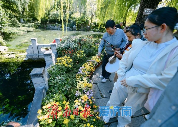 赏名泉喷涌品菊影婆娑，第47届趵突泉金秋菊展即将启幕
