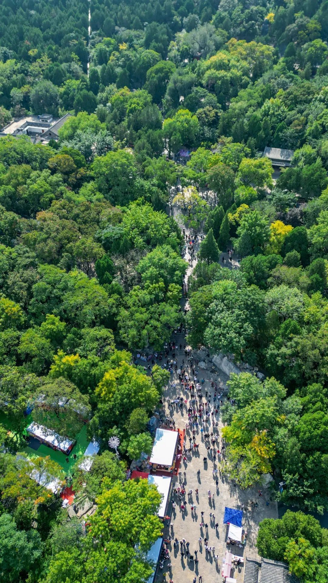 佳节又重阳，千佛山山会还有最后三天！