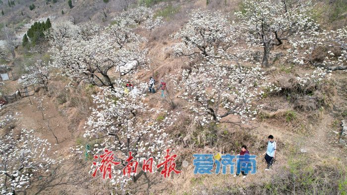 一年四季 “泉”在济南丨千亩梨花白胜雪 踏春赏花正当时