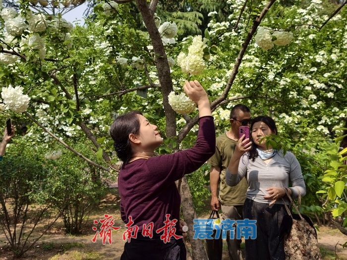 泉城公园琼花、木本绣球迎来盛花期