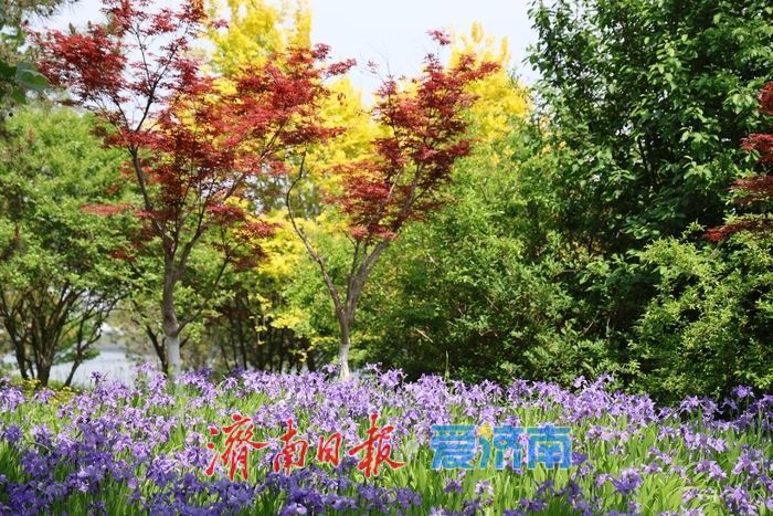 一年四季 泉在济南｜暮春赴约小清河 鸢尾花开醉泉城