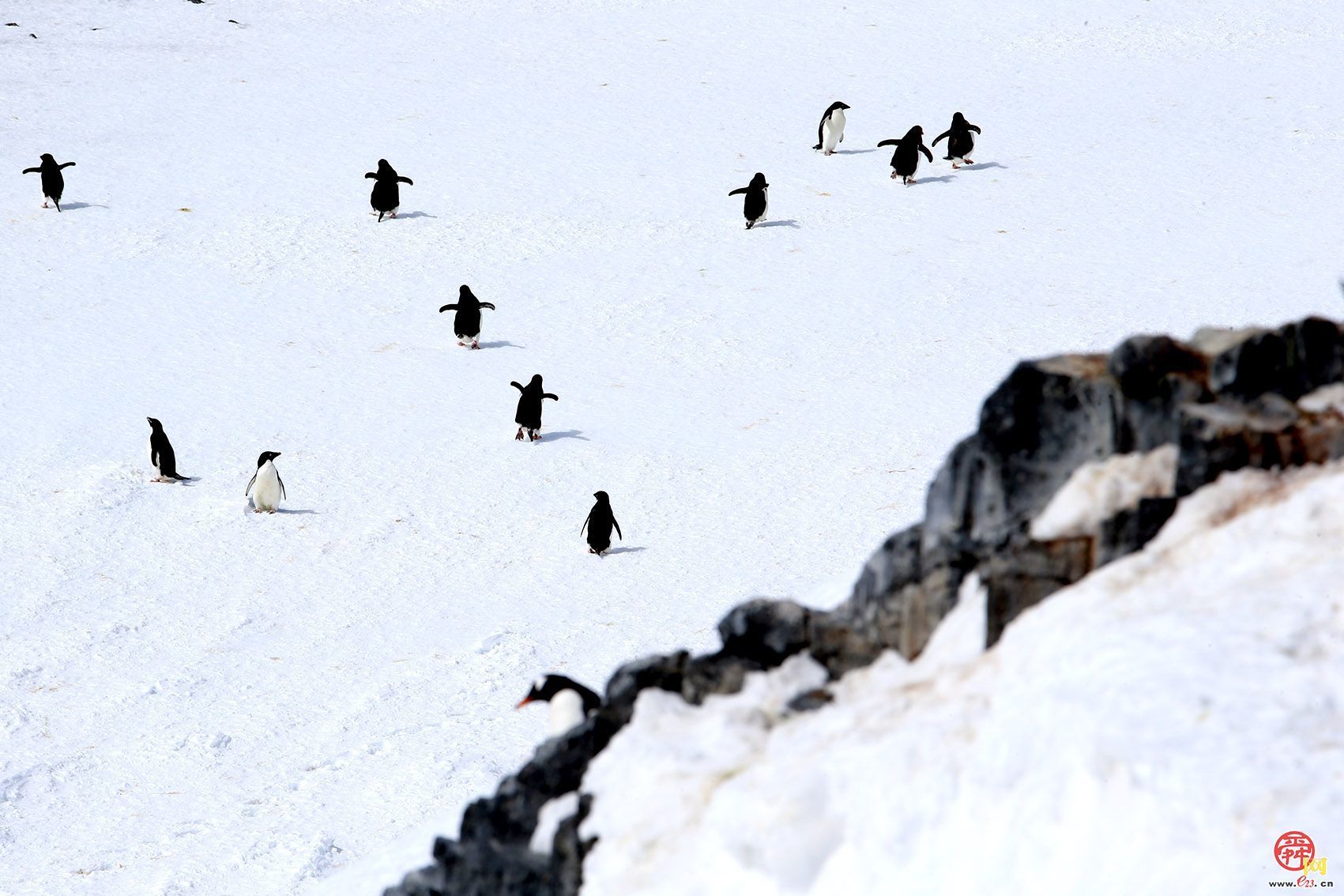 侯贺良8探南极数智影像大展在山东博物馆开展