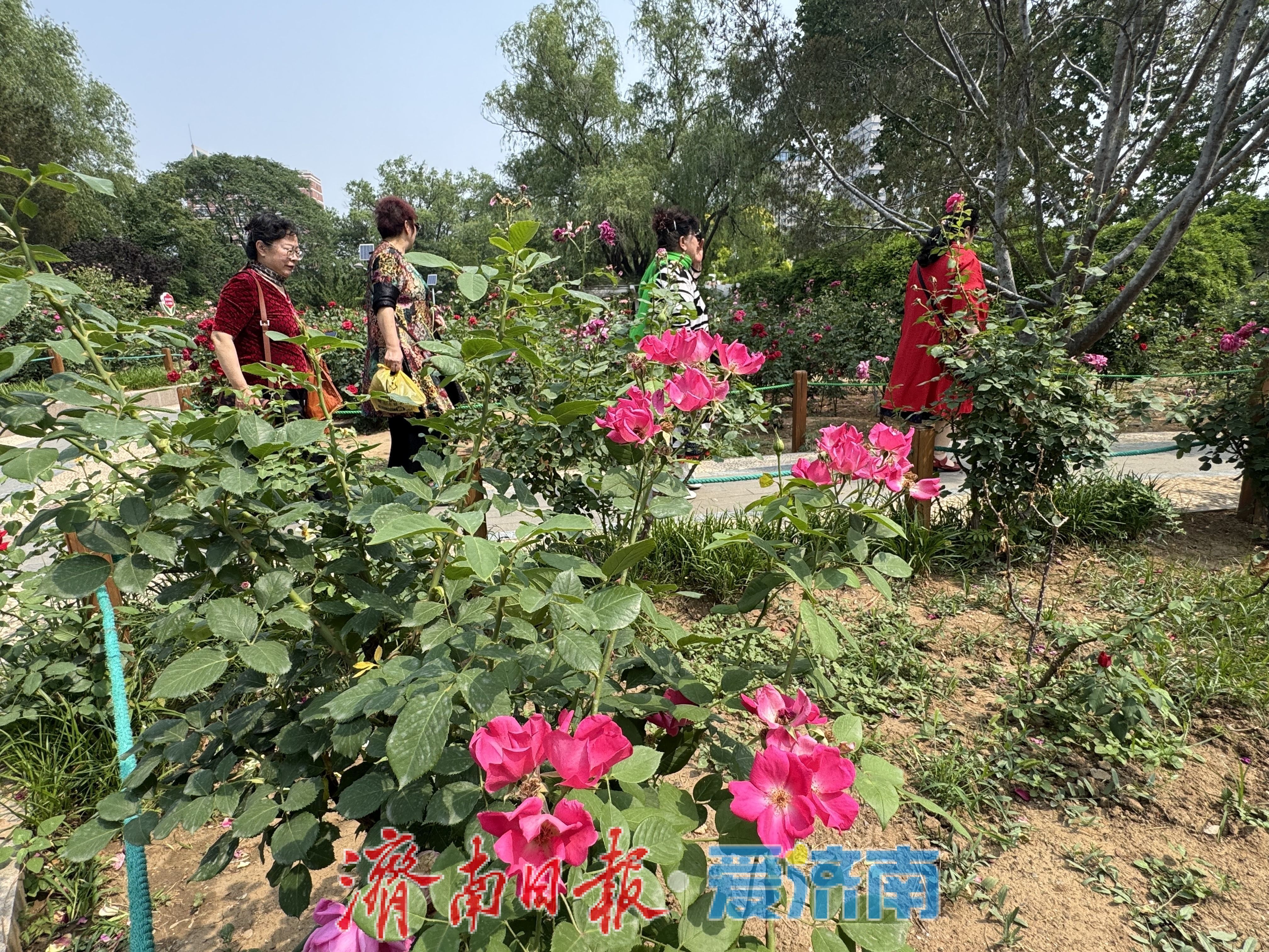 泉城公园月季园花开正艳，游客尽享浪漫花事