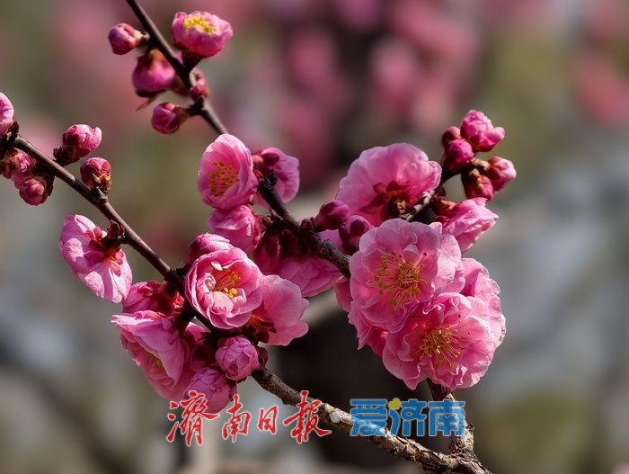 一年四季 泉在济南丨泉城又见梅花开