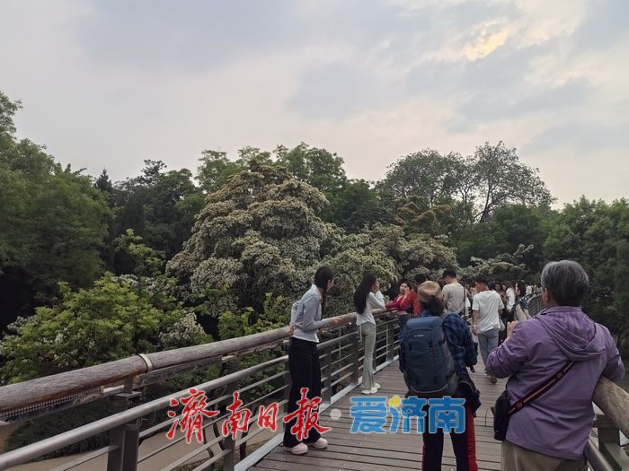 济南暮春限定“顶流”来了！