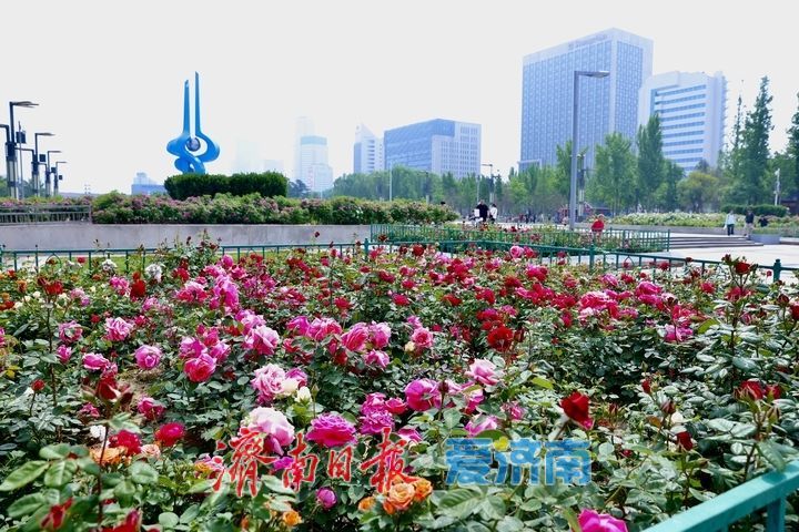 泉城广场月季盛放迎“五一” 姹紫嫣红满城芳