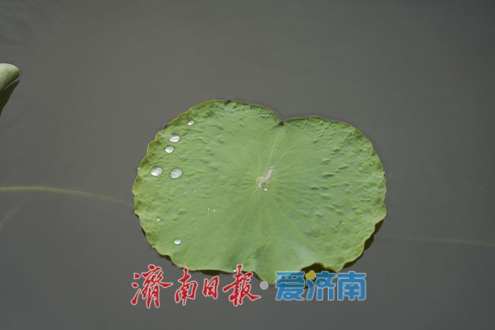 一年四季 泉在济南丨碧荷初露新装，大明湖铺展翠色锦缎