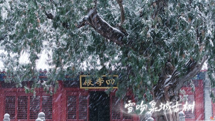 今冬初雪“吻”古树！舜网实拍雪舞泉城生态画卷