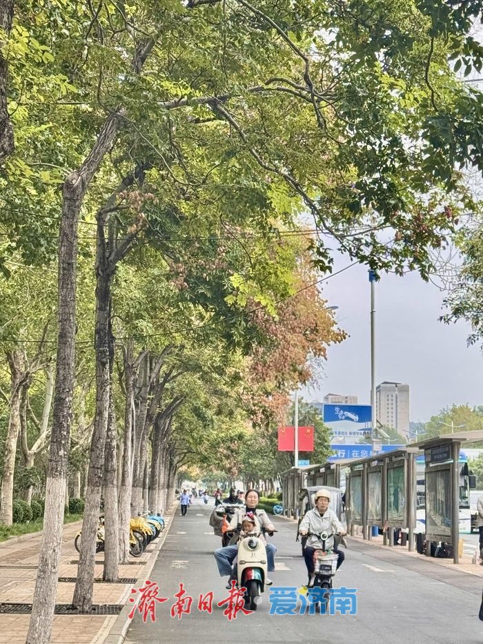 一年四季 泉在济南丨济南经十路：栾树花开添秋色