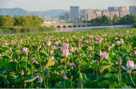 赏荷纳凉正当时！跟着赏荷地图走起