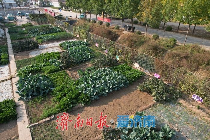 牛王村辟出“老年菜园” 60岁以上老人免费种好菜