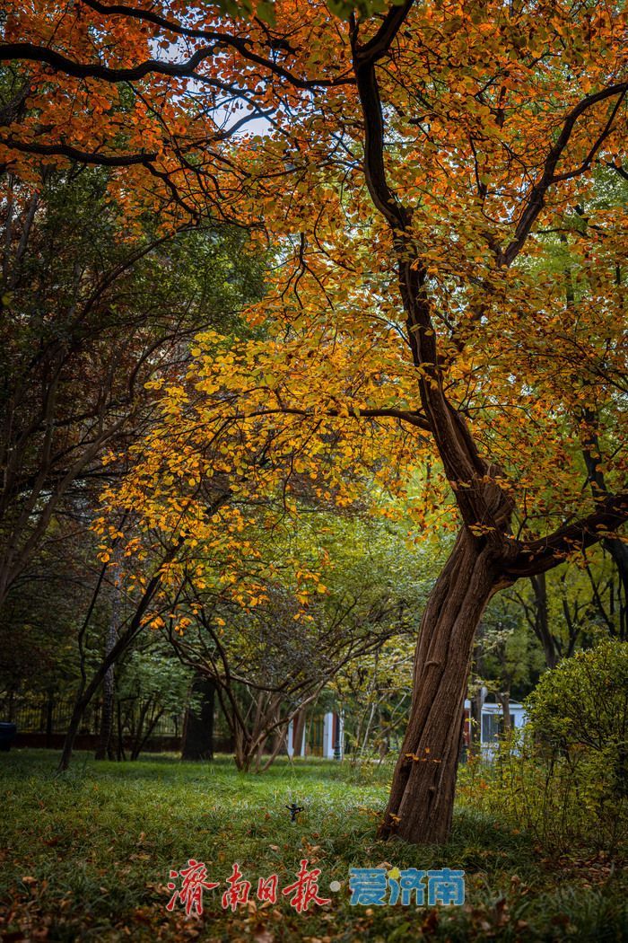 一年四季 泉在济南丨济南南郊宾馆公园：古桥红叶相辉映，满园秋意醉游人