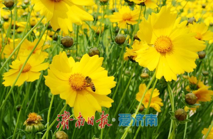 一年四季 泉在济南丨金鸡菊盛开，邂逅初夏金色浪漫