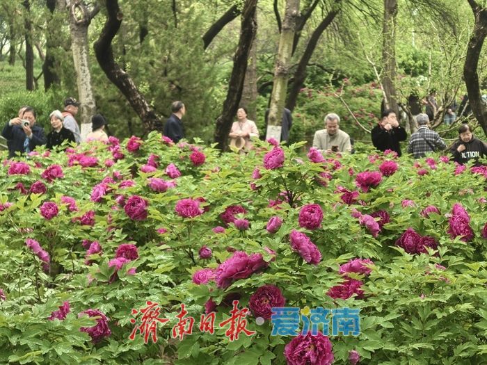 一年四季 泉在济南丨雨润牡丹绽芳容