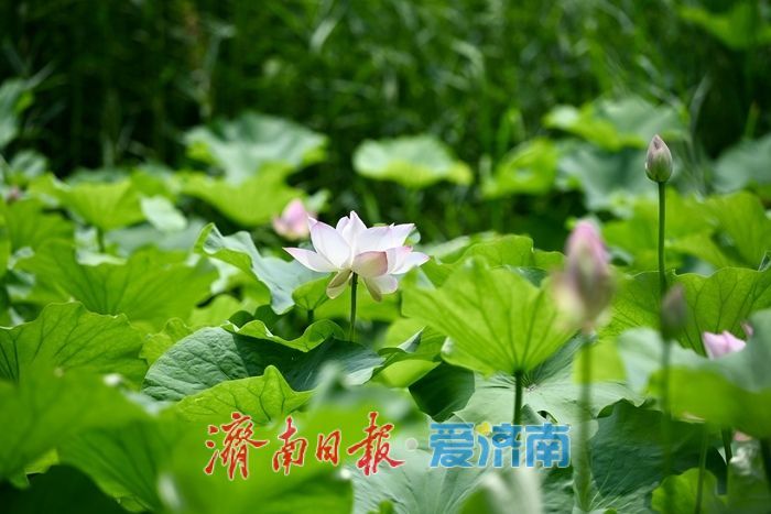 荷风送香入夏 济南森林公园荷花次第绽放