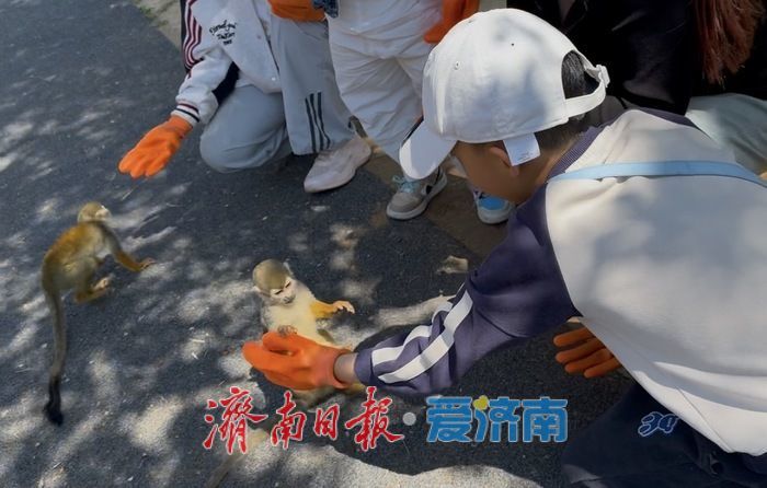 五一假期济南野生动物世界迎客流高峰 游客与动物“亲密接触”欢乐多