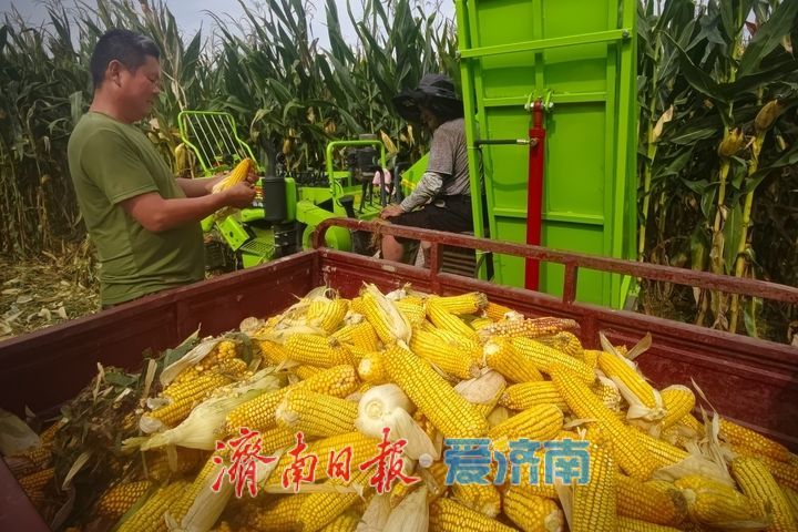 玉米抢收正当时 济南田间处处丰收忙