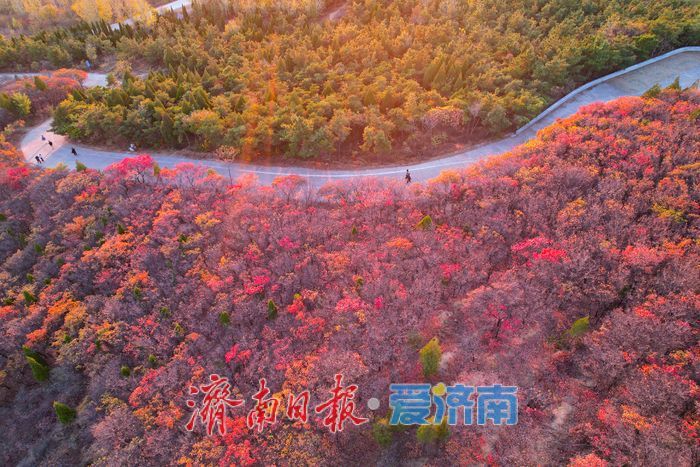 平分秋色！崮山公园漫山层林尽染 迎来最佳观赏期