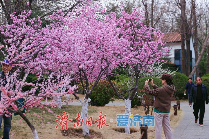 满园春色关不住！森林公园梅花争艳