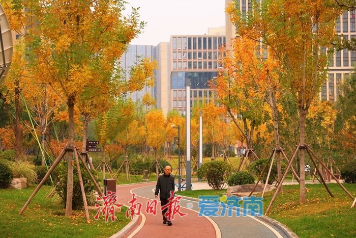 一年四季 泉在济南丨秋染彩林绘就正丰路公园五彩画卷