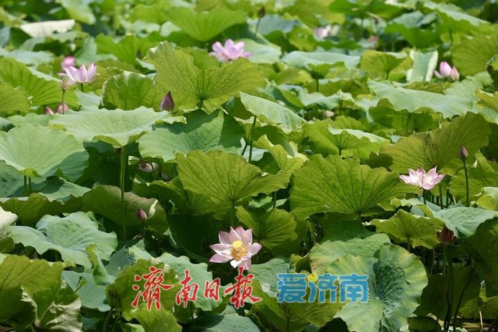 夏日限定！济南百花洲荷花盛放，开启清凉赏荷季