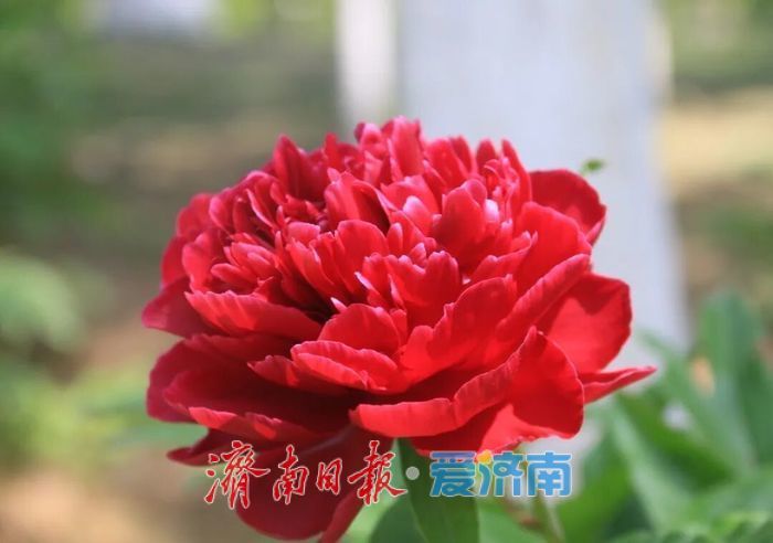 济南植物园芍药即将盛放
