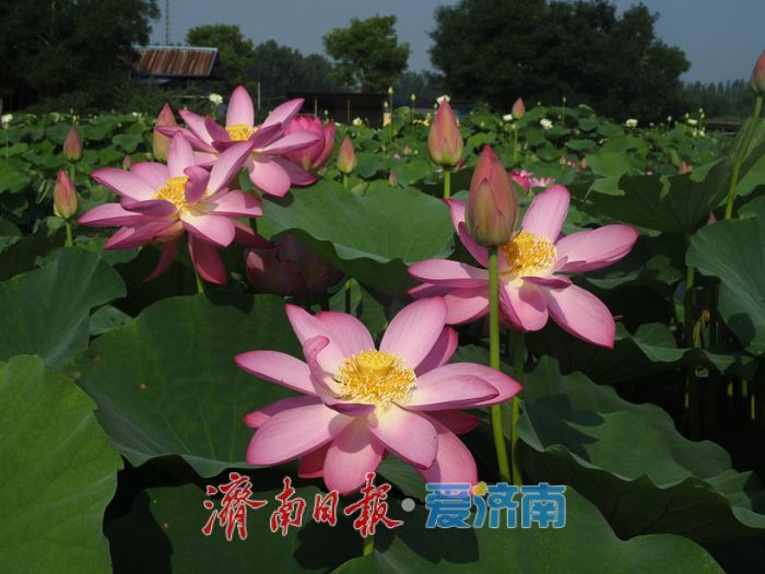 千年古莲现明湖 廉洁清风润泉城