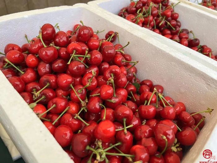 “樱”有尽有！脆甜爆汁获泉水人家C位选手